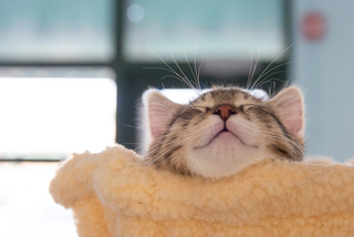 A kitten named Meatball peers out from a cat tree while sleeping.