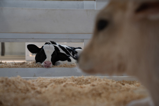 The petting zoo, featuring baby cows and goats, returned for another year at the New York State Fair. 